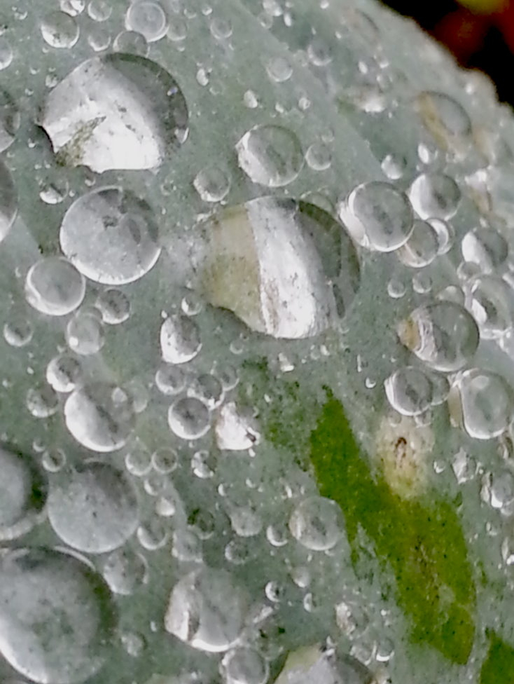 Nebeltau auf einem Blatt