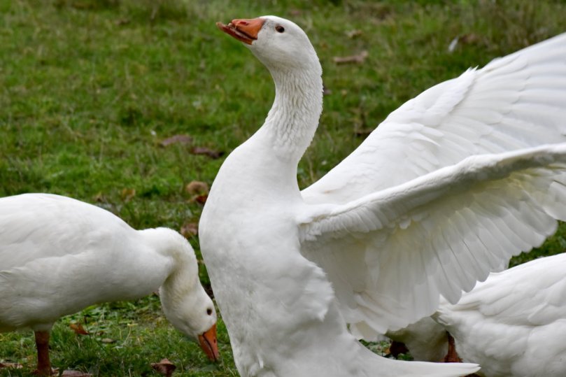 Gans mit verstümmeltem Schnabel