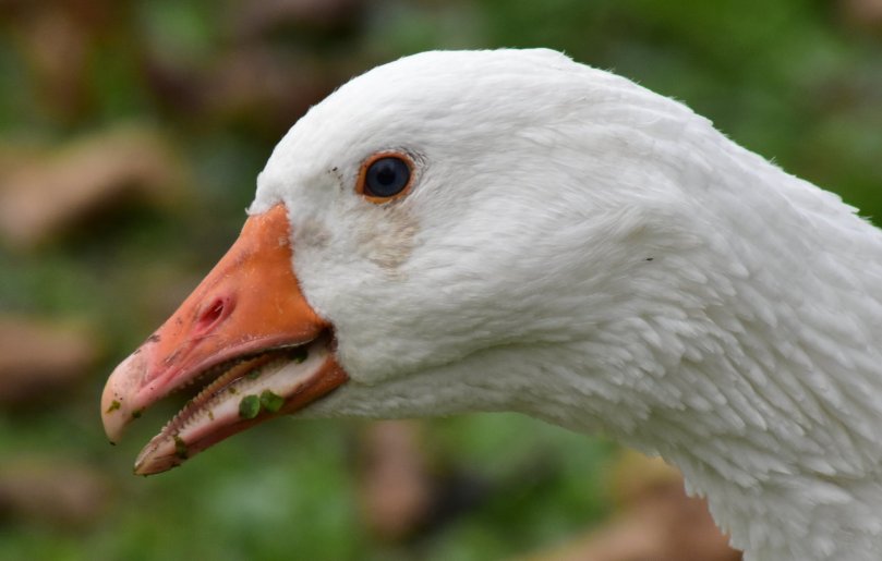Gans