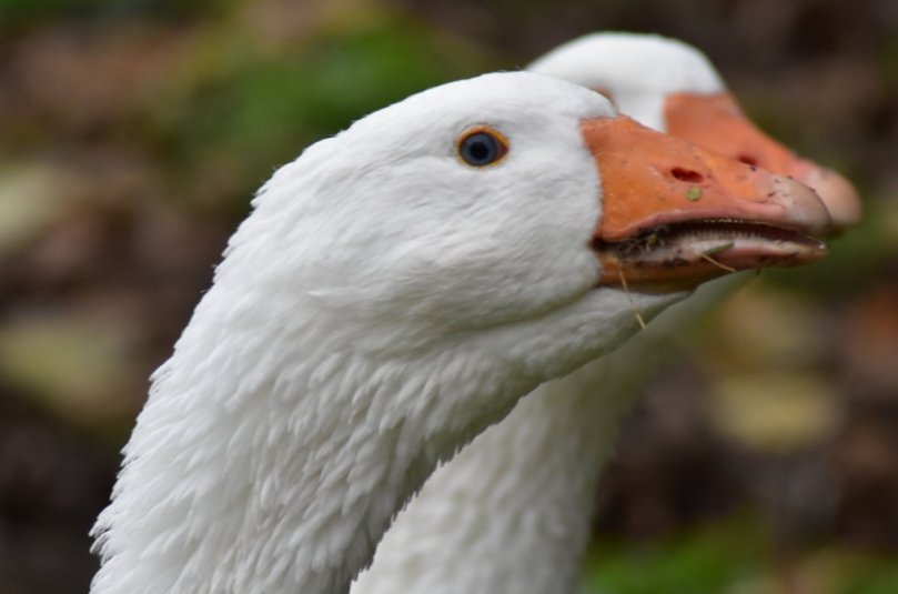 Gänse