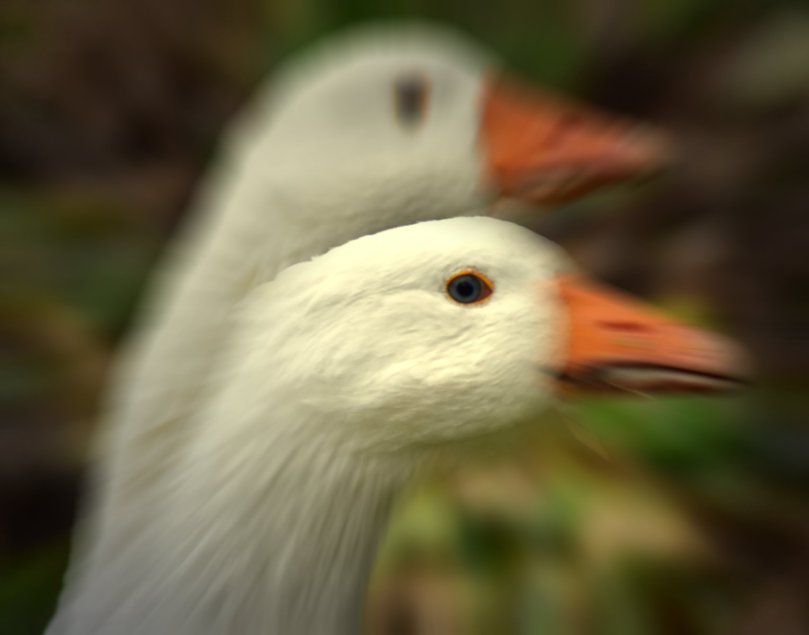 Gans
