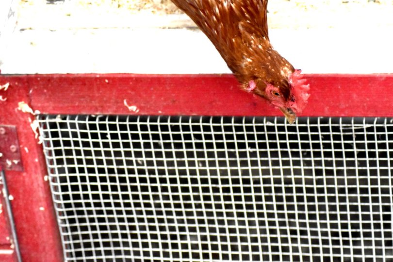 Emma schaut um die Ecke: Ist die Luft rein...?