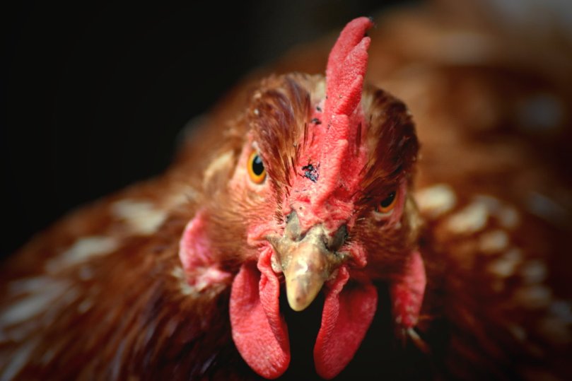 Schau mir in die Augen...