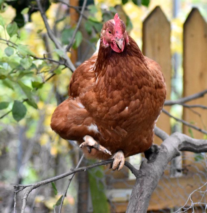 Emma auf dem Baum...