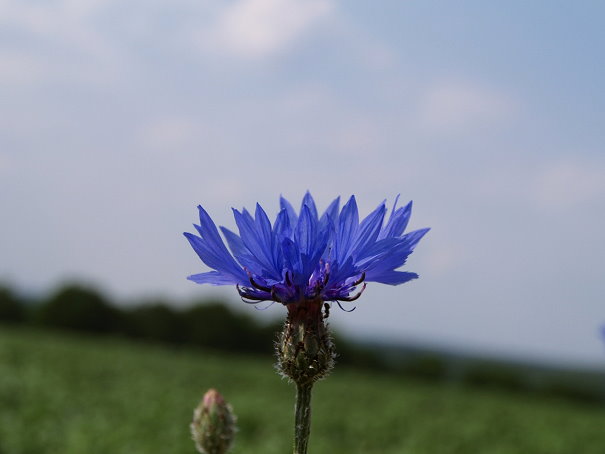 Kornblume