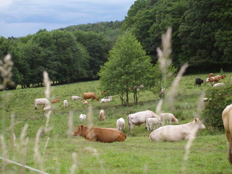 Kühe auf der Weide