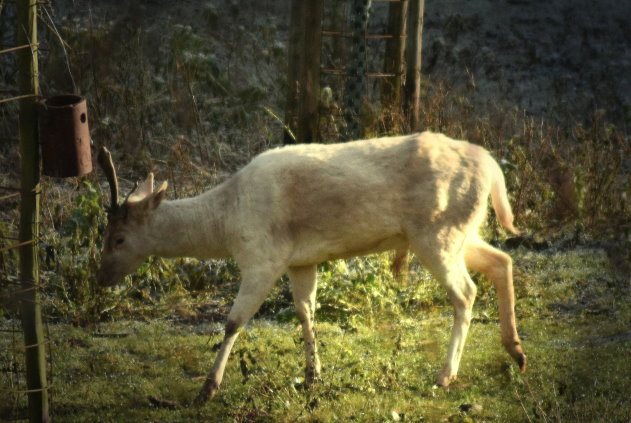 Rudolph auf dem Heimweg... ;-)