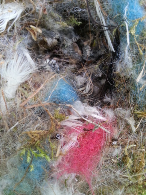 Das Nest wurde von den Eltern mit bunten Plastikfäden ausgekleidet. Gesund kann das nicht sein - und durchaus ein Grund für den Tod des Nachwuchses.