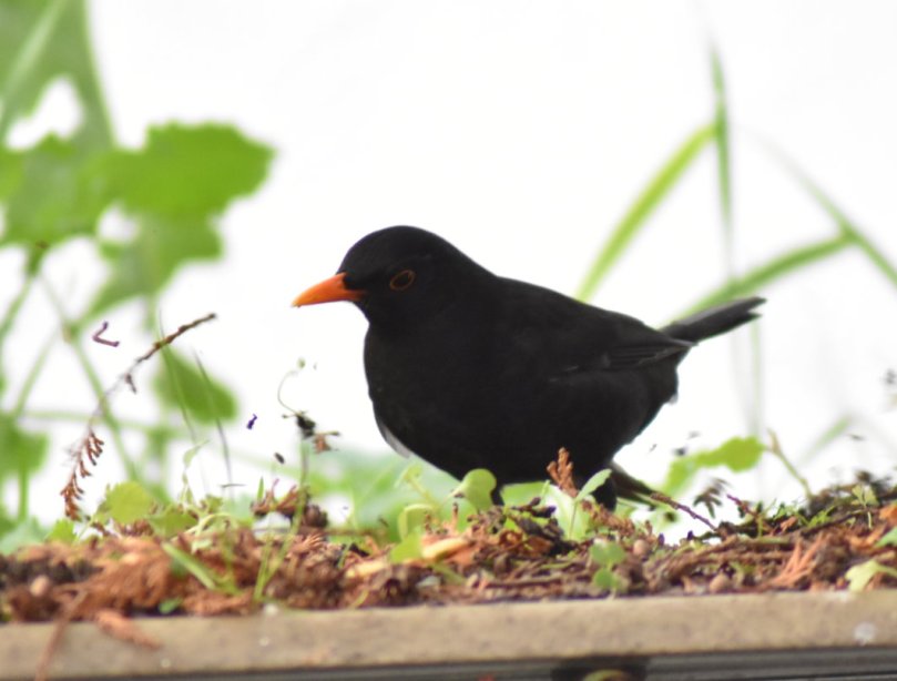 Amselmann beim Scharren