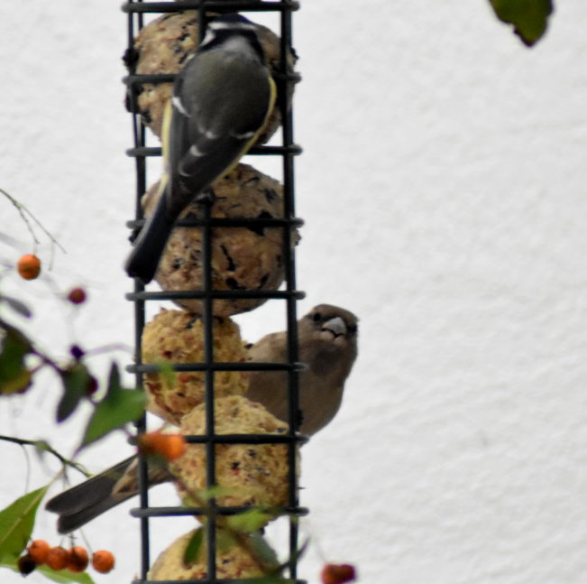 Spatz und Kohlmeise beim Futtern