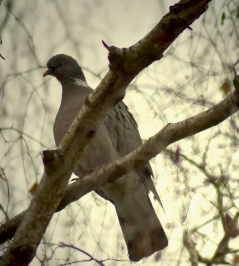 Auch die Ringeltaube wird gezählt