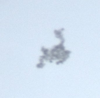 Ein springendes Reh...