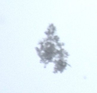 Ein bisschen was hat sie von einer Fichte