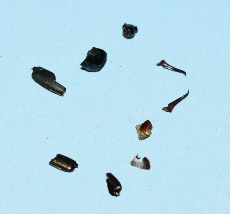 Karl der Käfer? - Chitinpanzer-Überreste