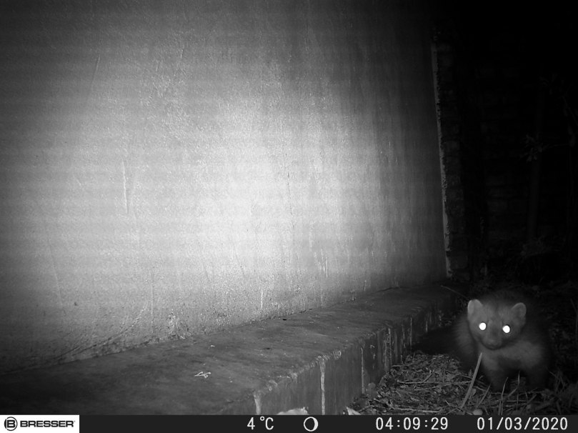 Marder kommt vorbei...