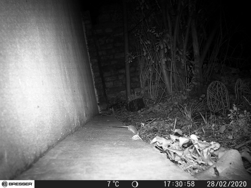 Maus sucht Vogelfutter