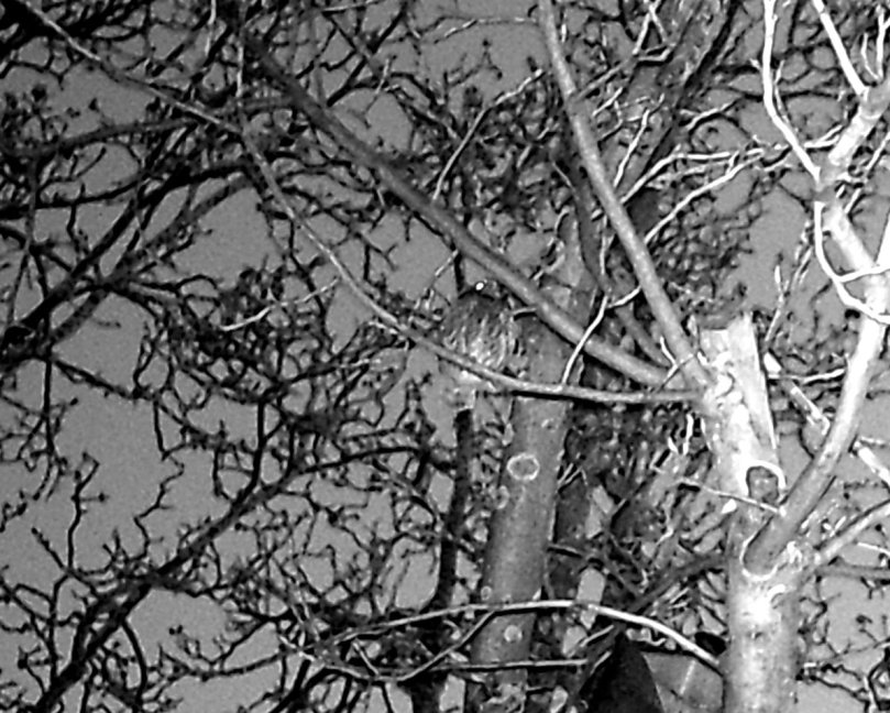 Kauz in der Morgendämmerung