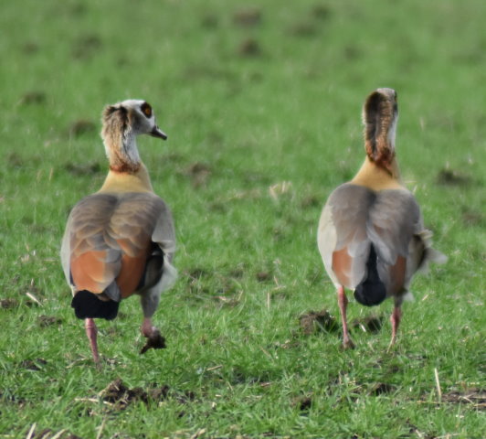 Nilgänse mit Rückenwind