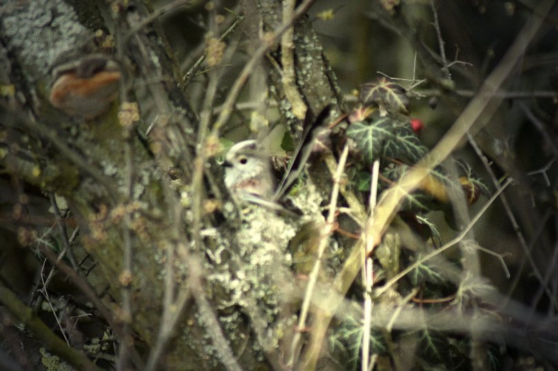 Schwanzmeise im Nest