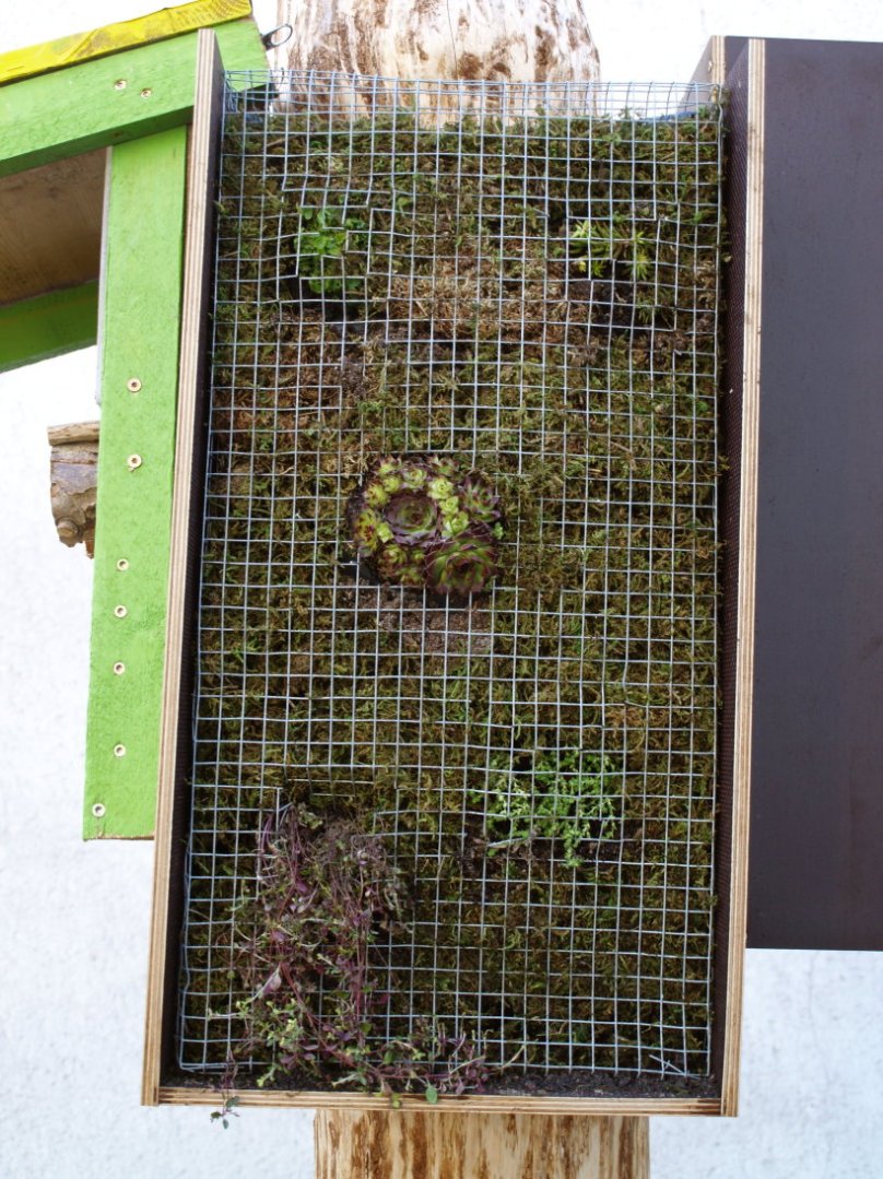 Vertikales Blumenbeet - Thymian, Fetthenne, Hauswurz und Glockenblumen... Gleich drei Beete dieser Art habe ich am Baumstamm neben und hinter dem Insektenhotel angebracht. Der Aufbau: Wasserfeste Holzplatten ergeben einen Kasten, der nach oben und vorne hin offen ist. Darin habe ich Reste der Teichfolie mit einem Abstand von etwa zehn Zentimetern von der Rückwand festgetackert. Und vor die Folie etwa mit fünf Zentimetern Abstand Restbestände meines Wachtel-Volieren-Drahts. Hinter die Folie habe ich nicht zu lockere Erde aufgefüllt, dann den Draht an gewünschten Pflanzorten diagonal über Kreuz aufgeschnitten, mit dem Teppichmesser in die Folie ebenso ein "X" geschnitten, Erde für das Einpflanzen sparsam herausgeholt und dann die Pflanzen in die Löcher gedrückt. Den aufgeschnittenen Draht wieder über die Pflanzen gebogen und Moos eines Friedhofsgestecks "upgecycelt", indem es nun die schwarze Folie verdeckt. Am Schluss habe ich die Pflanzen noch vorsichtig gegossen und jetzt warte ich, bis es blüht... ;-)