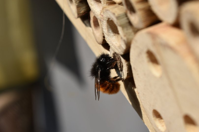 Gehörnte Mauerbiene beim Verschließen der Niströhre
