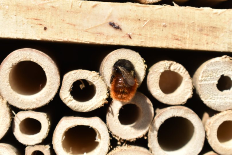 Eine gehörnte Mauerbiene bringt erst mal jede Menge Pollen in die Röhre, dann klettert sie rückwärts hinein, legt ein Ei ab und verschließt die Kammer mit einer Art Holzfaser-Lehm-Gemisch. Das macht sie, bis sie am vorderen Rand der Röhre angekommen ist. und dann...