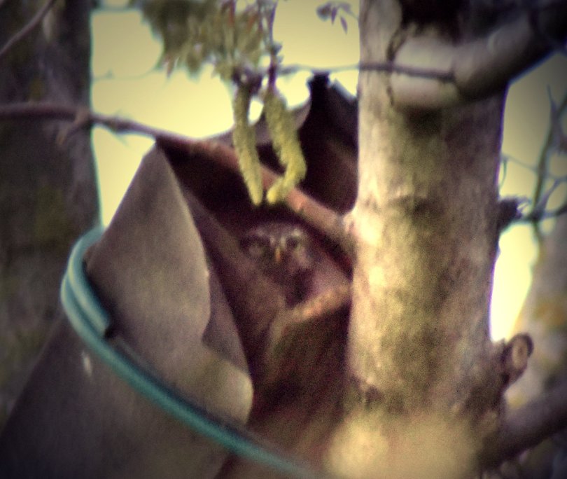 Steinkauz schaut aus der Röhre