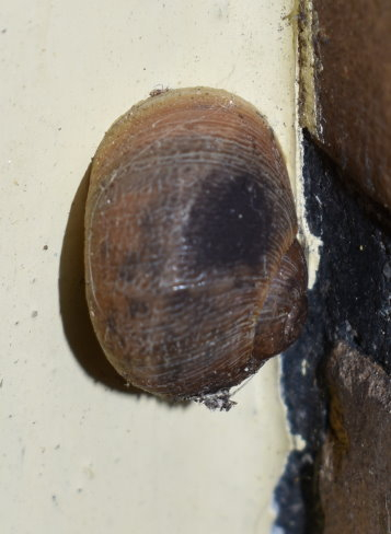 Eine Baumschnecke an der Hauswand. Die hats noch nicht mitbekommen und sitzt praktisch eingeschleimt noch auf dem Trockenen