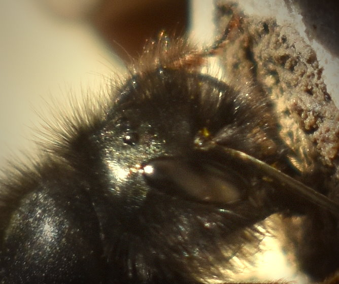 Wenn man genau hinschaut, sieht mal die typischen, seitlich gelegenen beiden Facettenaugen. Sie bestehen genau genommen aus bis zu 5.000 Einzelaugen. mit ihnen hat die Biene einen Rundumblick von 300 Grad. Zwar kann sie nicht räumlich sehen, aber die zeitliche Auflösung ist deutlich schneller als die des menschlichen Auges. Das heißt, sie kann auch sehr viel schneller reagieren. Oberhalb, quasi direkt auf dem Kopf schimmern hier noch zwei schwarze Punkte. Das sind die Stirnaugen, wobei eines hier nicht zu erkennen ist, denn die Biene hat drei davon. Sie dienen ihr wohl zum Halten des Gleichgewichts, zum Navigieren und um anhand des Lichts festzustellen, welche Tageszeit wir haben.
