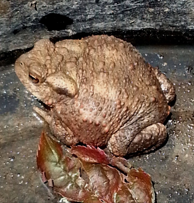 Erdkröte von der Seite