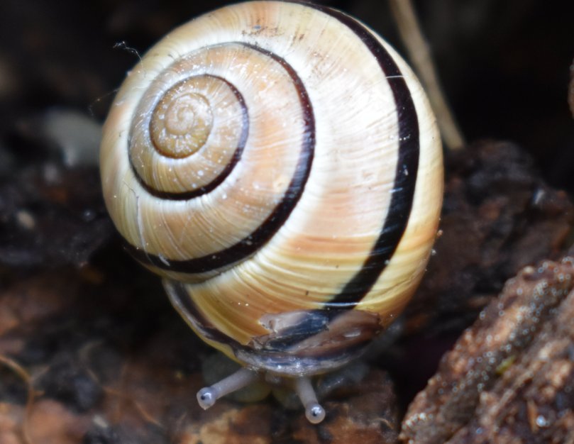 Gebänderte Wegschnecke