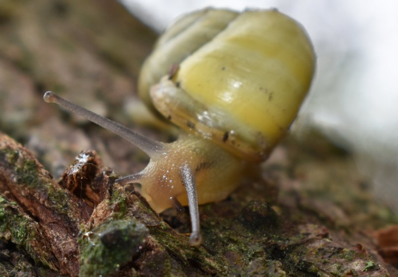 Gelbe Wegschnecke