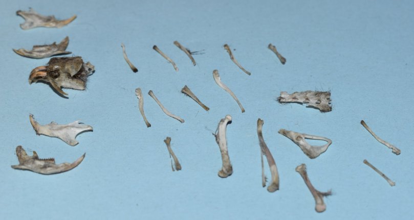 Gewölle Waldohreule