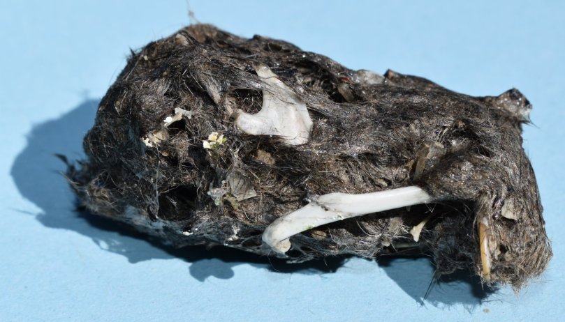 Gewölle-Ballen einer Waldohreule