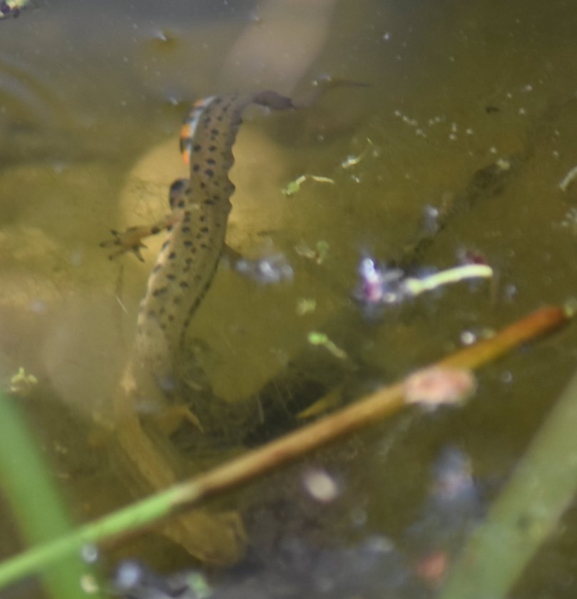 Kampf der Rivalen... Man sieht hier links Das Männchen im Bild, an der Unterseite ist die typische Balz-Färbung zu erkennen. Dieses kämpft mit dem Männchen rechts im Bild unm das Weibchen, das man beige unten links erkennen kann.