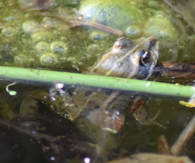 Kleiner Teichfrosch, noch nicht grün