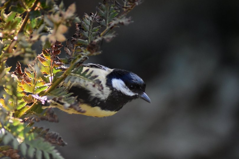 Kohlmeise am Farn