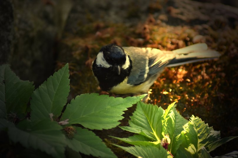 Zwischen Giersch den Giersch-Blättern sitzen scheinbar die leckersten Happen.
