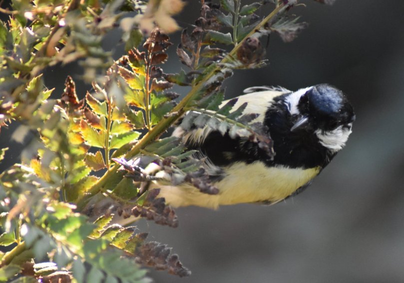 Und noch ein Blick in die Kamera...