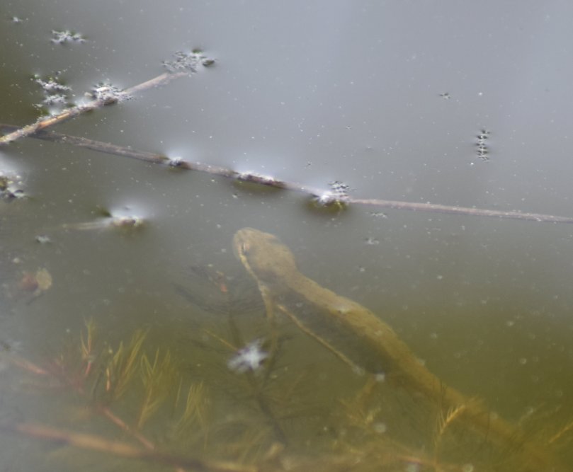 Und der ist auf der Jagd...