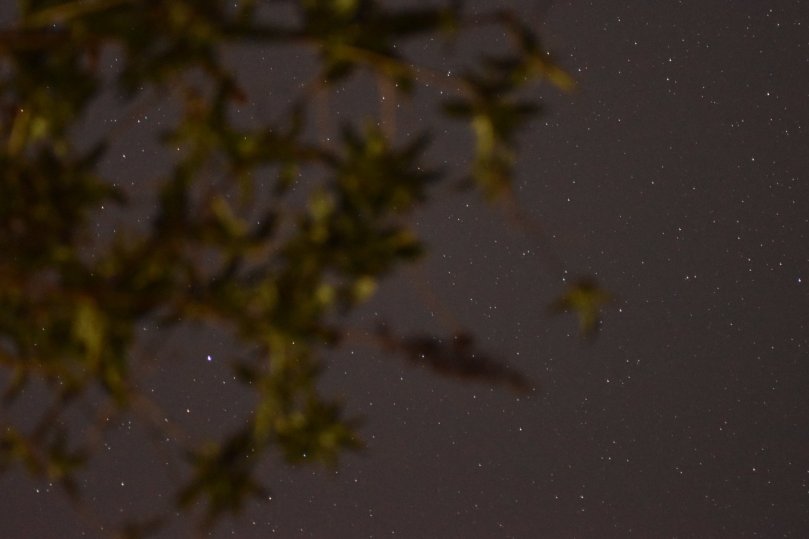 Sternenhimmel durch die Blätter des Schmetterlingsflieders.