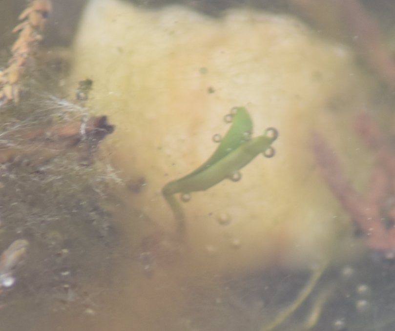 Unterwasserpflanze strebt nach oben