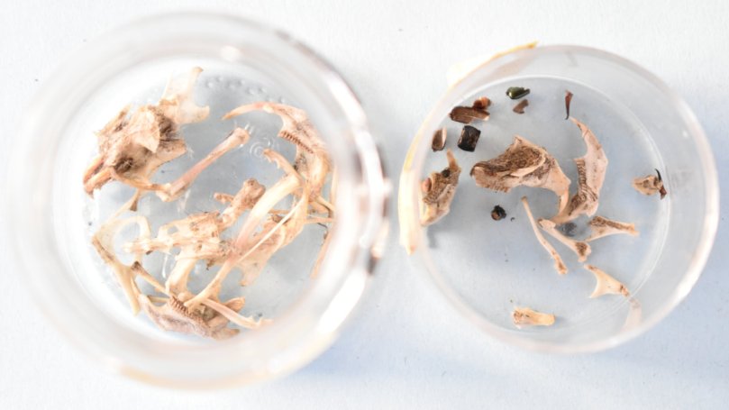 Hier sieht man den Unterschied zwischen dem Speiseplan und der Nahrungsmenge von Steinkauz (rechte Schale) und Waldohreule (linke Schale) Neben einem Nagetierschädel mit Unterkiefer und Knochen finden sich beim Steinkauz auch Reste von Käfer-Chitinpanzern. Bei der Waldohreule gibt es ebenso einen Nagetierschädel, der jedoch offenbar von einem größeren Tier stammt. Außerdem konnte ich keine anderen Bestandteile finden, außer eben dem Fell der Tiere.