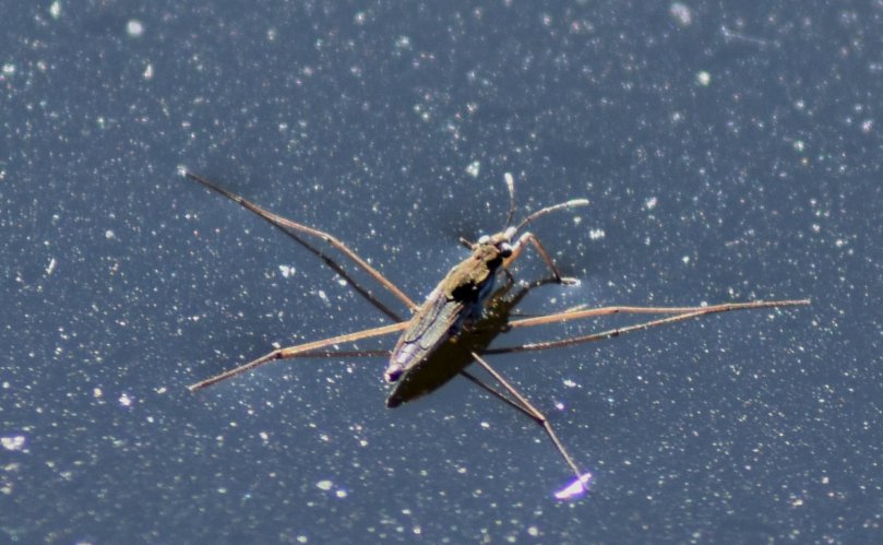 Ein Wasserläufer auf dem Teich. Er nutzt aufgrund seiner Körperform die Oberflächenspannung des Wassers und kann somit "auf dem Wasser laufen". Und das auch noch sehr schnell und extrem geschickt.