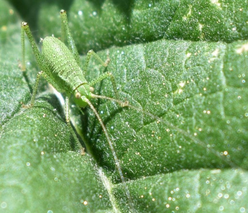 Eine Punktierte Zartschrecke