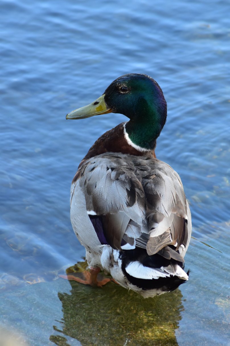 Auch hier in den Kanälen tobt das tierische Leben