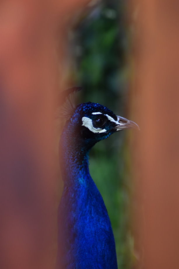 Auch auf Exoten trifft man hier