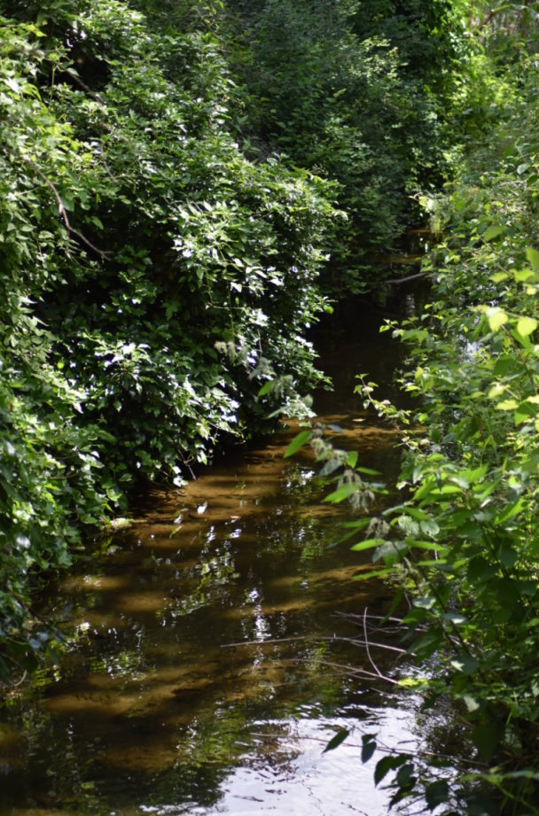 Und dann verschwindet die Seebach im Grünen