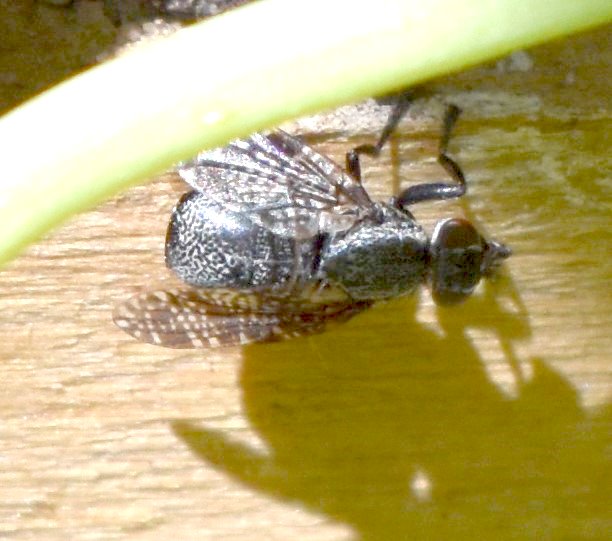 Und hier noch iene undefinierbare Fliege, die sich an einem Kartoffelturm niedergelassen hat.
