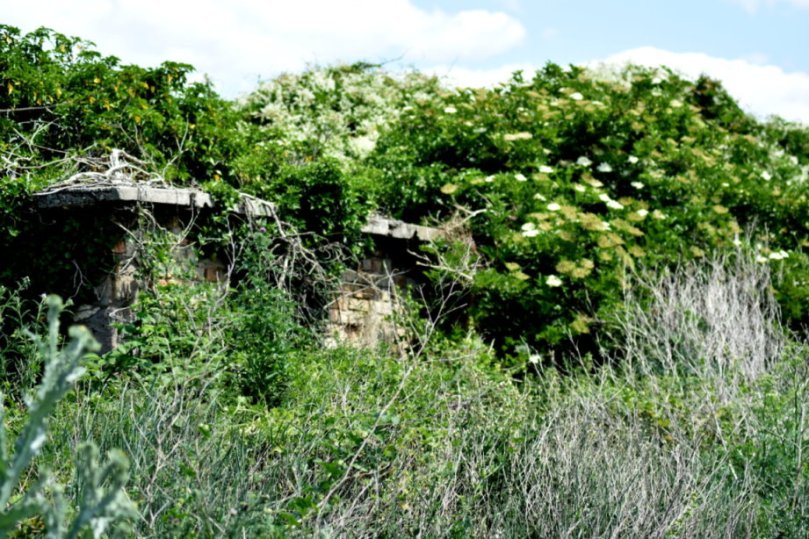 Es ist ein Schutzgebiet, das "Hotspot der Biodiversität" genannt wird. Der Nabu ist hier auch beteiligt.